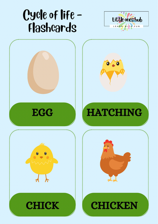 Cycle of life - Flashcards